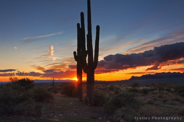 Desert Sentinels of the Arizona Desert