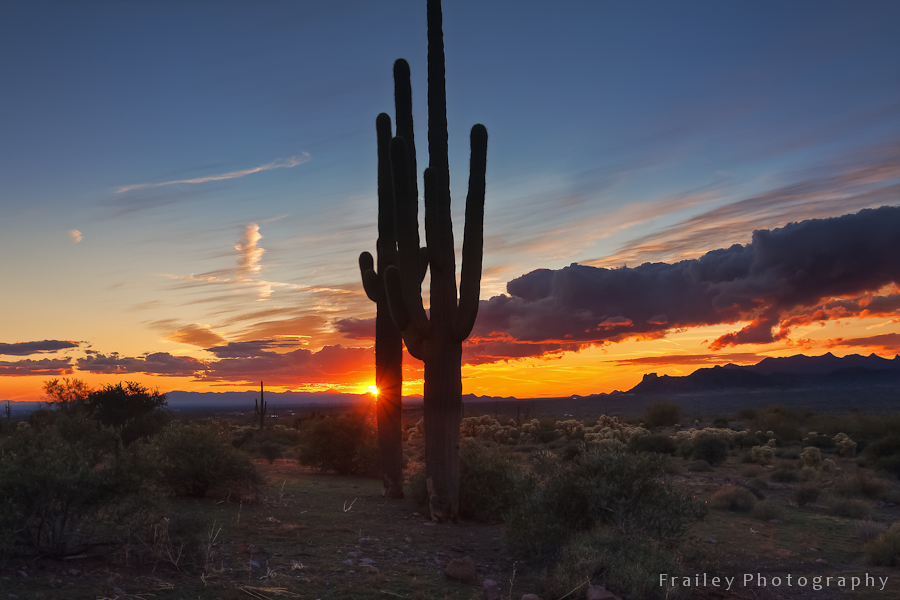 A sunset across the Arizona desert with Saguaro cactus.