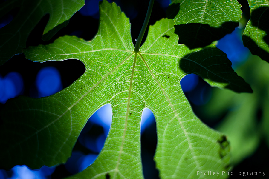 A fig tree leaf lit by the sun