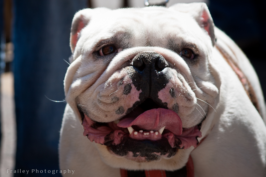 Closeup picture of a bull dog.