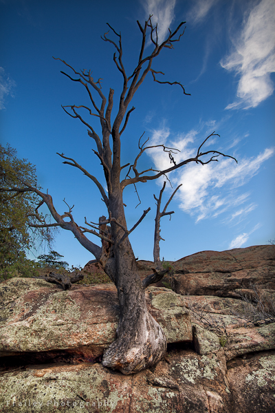 A dying tree taken near Watson Lake outside of Prescott Arizona.
