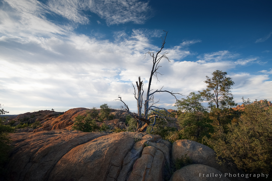 A dead tree near Watson Lake Prescott Arizona.