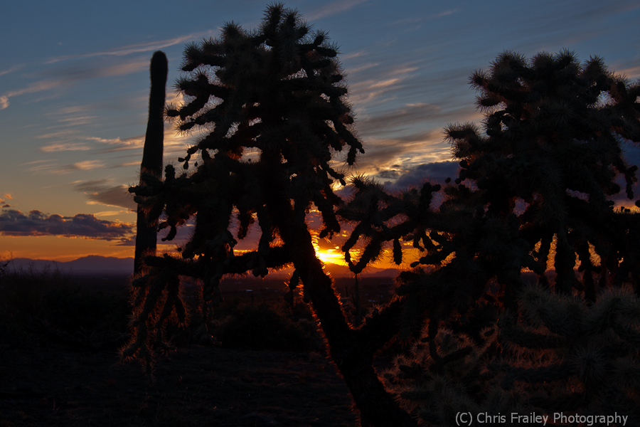 Arizona sunset with a cholla catching the last bit of light.