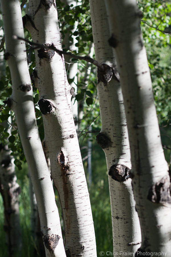Aspen trees in Durango Colorado