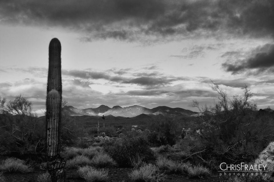 Black and white image of the Arizona desert