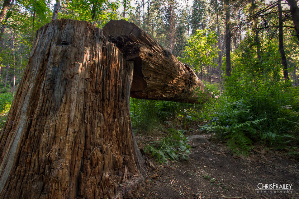 A fallen tree lying in the forest