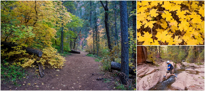 A few of the fall color along the West Fork Trail near Sedona Arizona.
