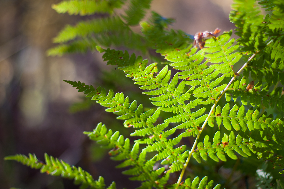 A fern is partially lit by the morning sun. 