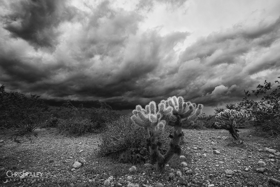Desert Landscape black and white