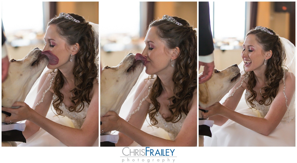 dog kissing bride