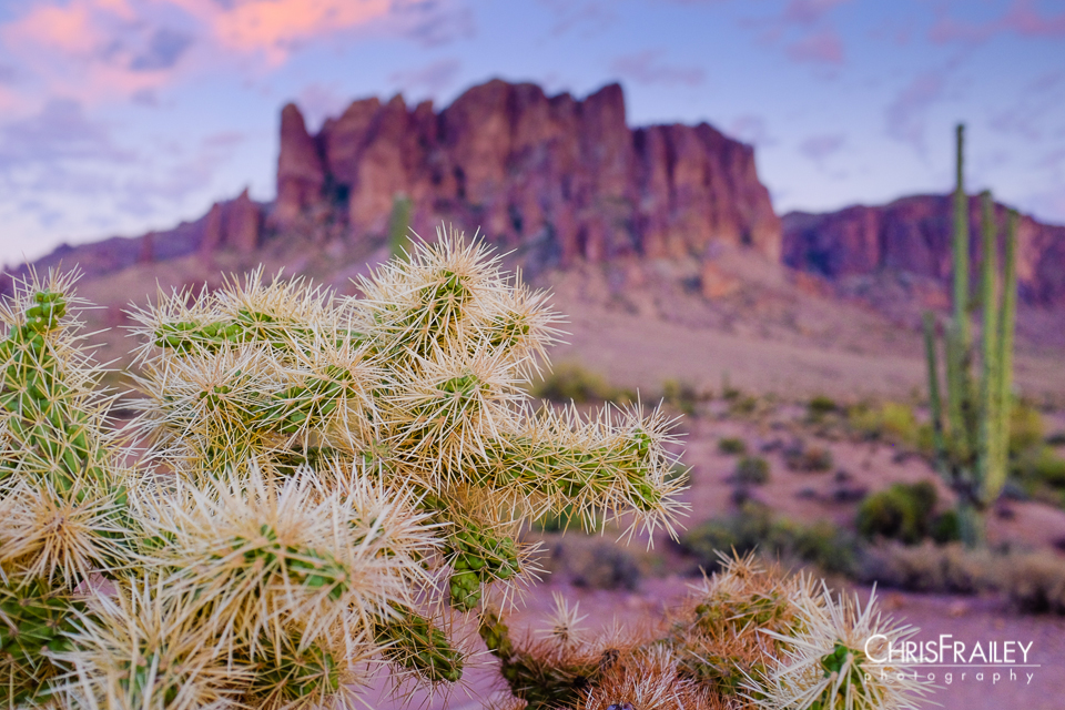 Cholla and the Superstition Mountains
