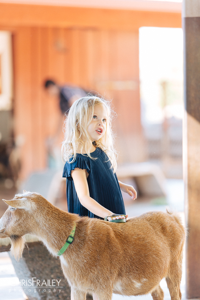 Little girl petting a goat for family pictures at thePhoenix Zoo.