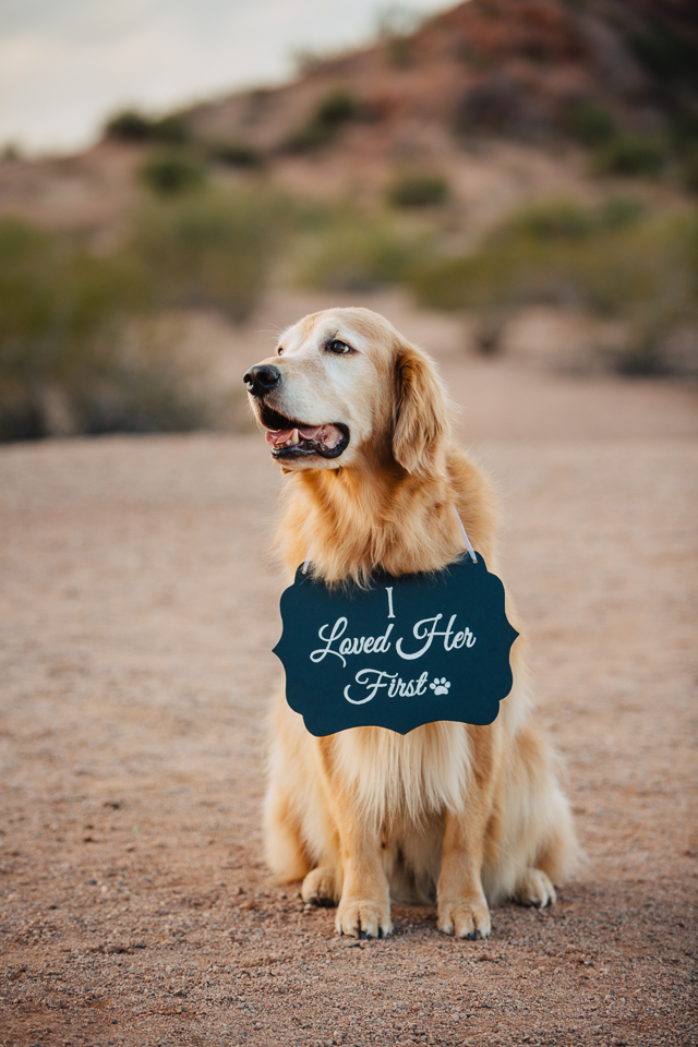 Golden lab wearing a sign at an engagement shoot.