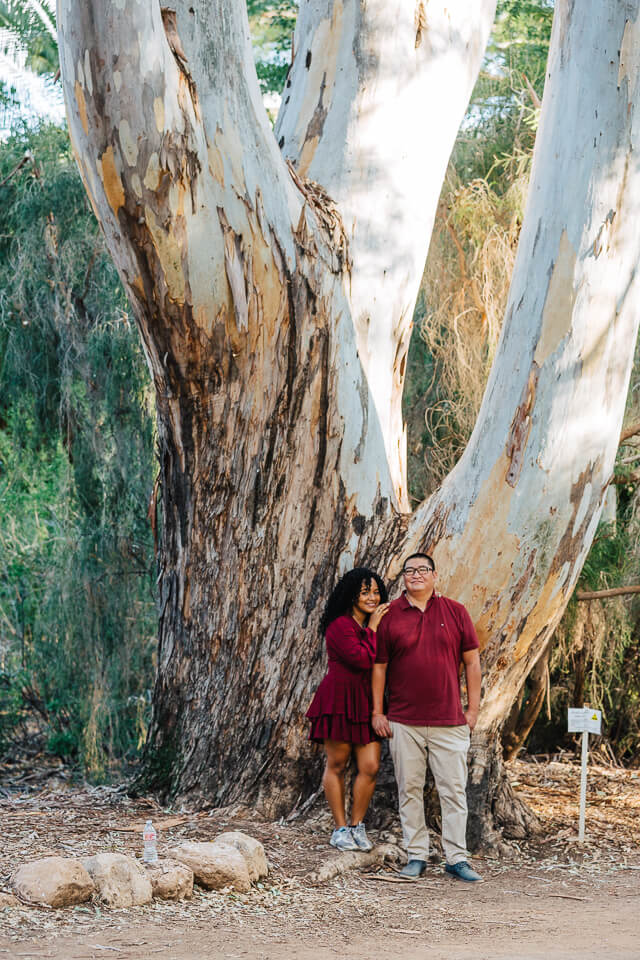 Engaged couple standing in front of a large tree at Boyce Thompson Arboretum. 